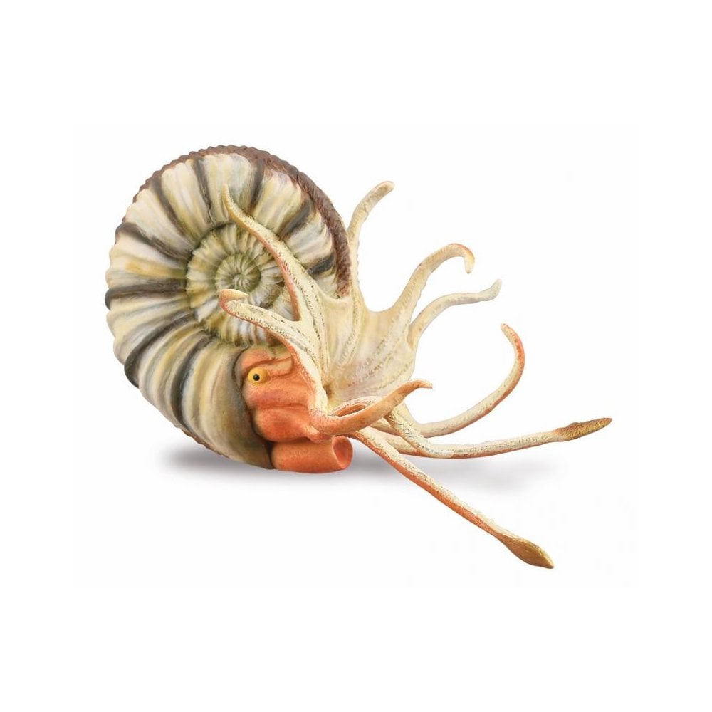 Pleuroceras Ammonite - Beanie Games