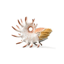 Cooperoceras - Beanie Games