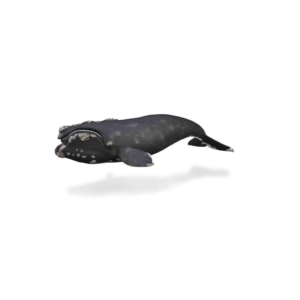 Right Whale - Beanie Games